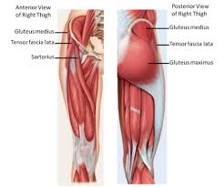 I use diagrams and colors on my own buttocks to help you identify the differences between the ventro and dorso gluteal injection sites. Gluteus Minimus Google Search Tensor Fasciae Latae Gluteus Medius Muscle Diagram
