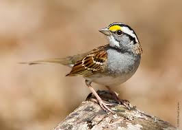Image result for sparrow
