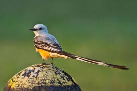 Birds Native To Oklahoma Scissor Tailed Flycatcher Birds Flycatcher Bird Pictures