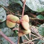 Image result for Manniophyton