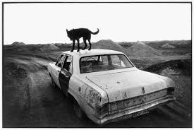 John Divola Dogs Chasing My Car In The Desert Fotografare E Un Atto Di Presunzione E Di Ribellione Avec Images La Photographie En Noir Photographie Noir Et Blanc Photographie