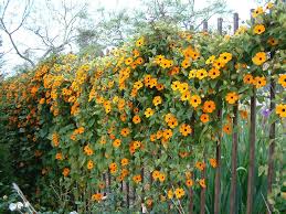 Thunbergia Alata Black Eyed Susan Vine World Of Flowering Plants Black Eyed Susan Vine Planting Flowers Black Eyed Susan