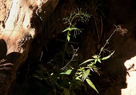 Image result for Galopina circaeoides