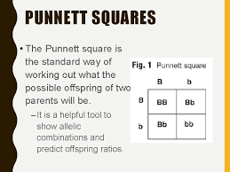 Check spelling or type a new query. What Is A Punnett Square And Why Is It Useful In Genetics Using Punnett Squares To Calculate Phenotypic Probabilities 6 Steps With Pictures Instructables It Can Also Be Used To
