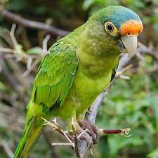 Bellas Aves De El Salvador Eupsittula Canicularis Chocoyito Aratinga Perico De Frente Naranja