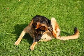If your dog has scratched areas of their skin raw, your vet might recommend antibiotics, too. How To Treat Ear Mites Brekke Veterinary Clinic