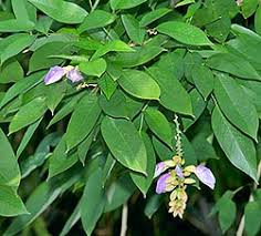 Image result for Clitoria