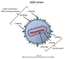 Evolution of hepatitis delta virus rna during chronic infection. Current Management And Novel Therapeutic Strategies To Combat Chronic Delta Hepatitis Intechopen