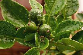 Ia juga digunakan sebagai ramuan ubatan dan juga bahan untuk mandi wap. 5 Manfaat Daun Jeruk Purut Untuk Kesehatan Dari Flu Hingga Kanker