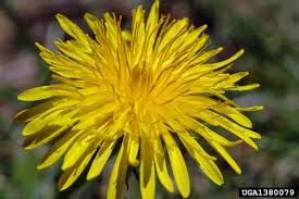 Image result for Asteraceae