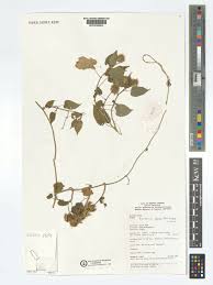 Image result for Tragia brevipes