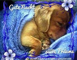 pin von erika siebert auf gute nacht niedliche hunde ausgestopftes tier niedliche welpen
