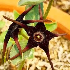 Image result for Brachystelma