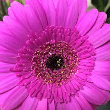 Established in 1999, bunches direct has grown from a local floral company, to the leading american supplier of bulk and wholesale flowers. Wholesale Florist Direct Home Facebook
