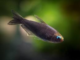 Black Emperor Tetra Nematobrycon Palmeri Tank Raised Aquatic Arts Fresh Water Fish Tank Aquarium Fish Aquatic Arts