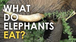 Maybe you would like to learn more about one of these? What Do Elephants Eat Youtube