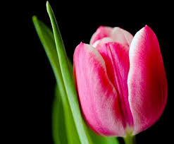 Check spelling or type a new query. Top 10 Best Wedding Flowers In The World The Mysterious World
