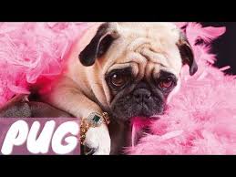 Pug Dogs Youtube