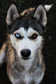 Punk Monsieur Siberian Husky Dog Breeds Cute Dogs