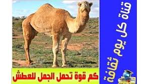 هل تعلم كم قوة تحمل الجمل للعطش ثقف نفسك بنفسك معلومات عامة Youtube