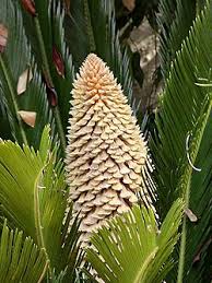 Image result for Cycas