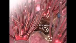 Elevation intervening between the vestibular district and the atrium. Learn Visible Body Inside The Nasal Cavity Youtube