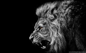 We did not find results for: Cool Animal Wallpapers Desktop Backgrounds For Widescreen Wallpapers Desktop Background