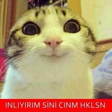 1ncicaps S Photo On Instagram Cute Funny Animals Funny Animal Pictures Funny Horses
