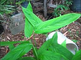 Image result for Maranta arundinacea