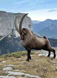 Cabra Montes Hayvan Anatomisi Hayvanlar Alemi Vahsi Hayvanlar