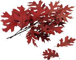 Autumn Png Leaf Oak Tree Maple Leaf Tattoo Backyard Trees