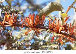 Image result for Phragmanthera