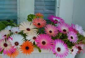 You can quickly filter today's flower window boxes promo codes in order to find exclusive or verified offers. Window Boxes With Flowers Charming And Cheap Ideas For Blooming Mini Garden Designs