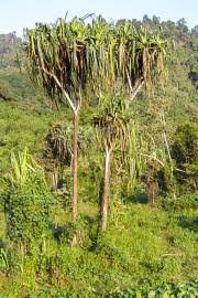 Image result for Panda oleosa