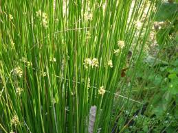 Serat yang berasal dari tumbuhan dapat dikelompok menurut asal tumbuhannya, yakni serat yang berasal dari biji terdiri atas serat kapas dan kapuk. 29 Jenis Bahan Serat Alam Dan Serat Buatan Terlengkap