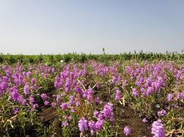 Image result for Striga hermonthica