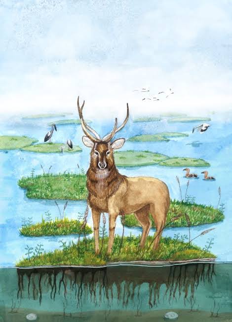 One Last Dance: The Fate of Manipur's Dancing Deer | Current Conservation