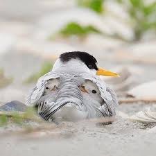 Bird Doesn T Care About Being Eaten Animal On Planet On Instagram Mother Care Photographer Melissagroo Animalonplanet With Images Animals Beautiful Animals Wild Birds