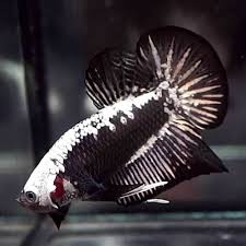 Black samurai hmpk gender : Live Betta Fish Black Samurai Halfmoon Plakat Hmpk Male 165 Aquarium Fish For Sale Live Aquarium Fish Betta Fish