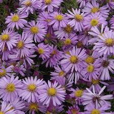 Bushy Aster Hardy Aster Finegardening Plants Landscaping With Rocks Ground Cover Plants