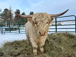 Great girls to add to your herd Located near White Sulphur Springs