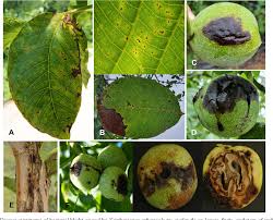 Image result for Walnut blight