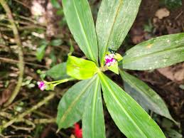 Image result for Tradescantia zanonia