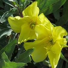 Image result for Primrose Yellow 1958 Admiral