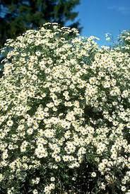 Boltonia Snowbank Bluestone Perennials Flowers Perennials Perennials Plants