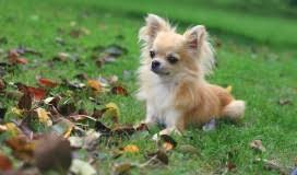 Maybe you would like to learn more about one of these? I Have Pomeranian Mix Chihuahua And The Dominant Is The Pomeranian How Many Months Before My Puppy Grow Again The Fur He Had Shed He Petcoach