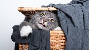 You can also use a wet sponge, scrape it on the clothing when needed, and then put it to soak to remove the hair. How To Remove Pet Hair From Clothes Cody S Appliance Repair