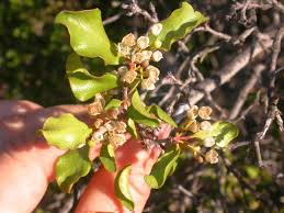 Image result for Euclea undulata