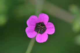 Image result for Geranium ocellatum