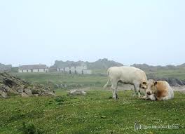 Cliff Side Farm Photographic Print Ireland Donegal Cows Farm Farm Donegal Photographic Print
